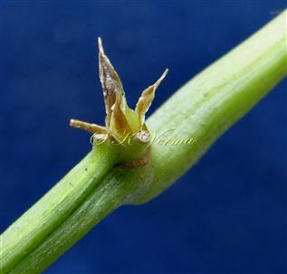  Stipules at branch apex